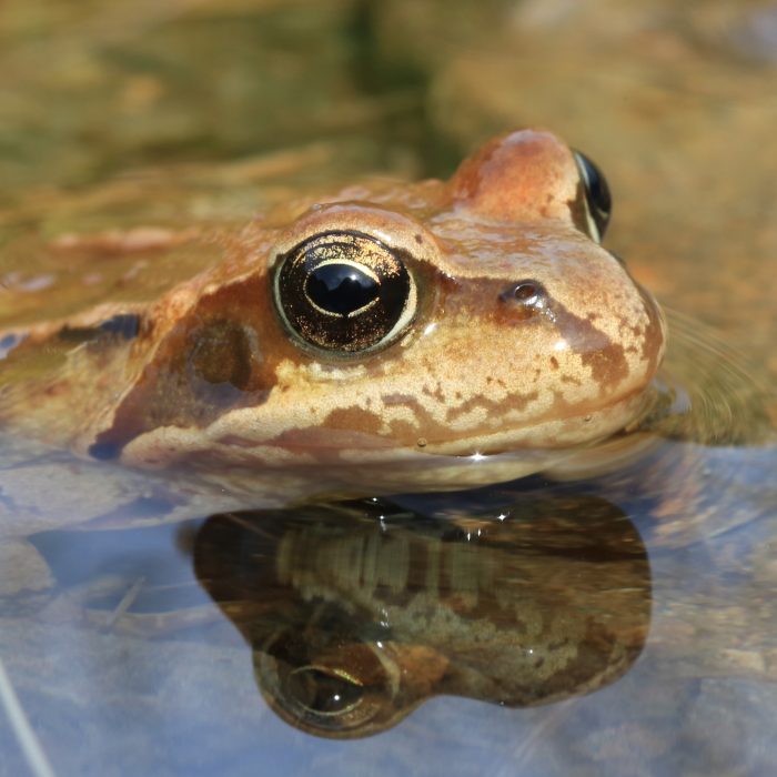 Projets_Fondation_Alpes_Sauvages_LPO_mares_grenouille_alpi_mares_Habitats_menacés